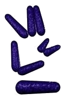 Corynebacterium image